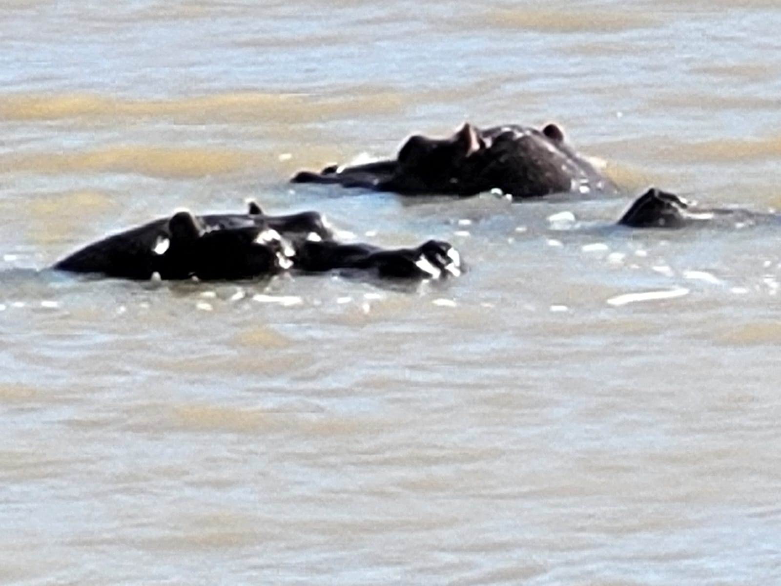 Aquila Game Reserve - Safari 66